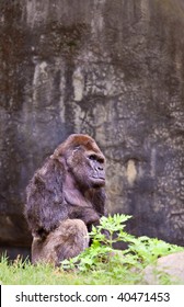 Big Male Gorilla. Atlanta Zoo, Georgia, USA