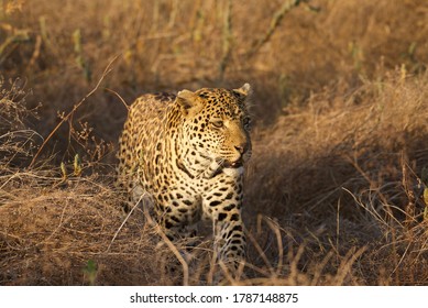 Big Male leopard in the Ruaha National park 