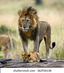 Download Male Lion Cub Hd Stock Images Shutterstock