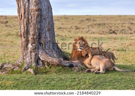 Big male lion with cubs next to a tree