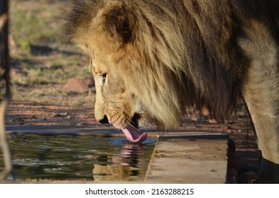 Big Male Lion Drinking Water 