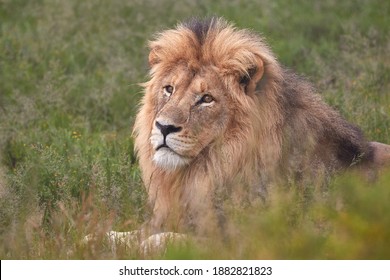 Big Male Lion In Mountain Zebra National Park