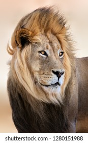 Big Male Lion Portrait With Wind Blowing Its Hair. Panthera Leo