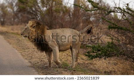 Big male lion scent martking next to the road