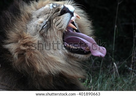 A big male lion showing his teeth in this photo taken on safari in Africa.