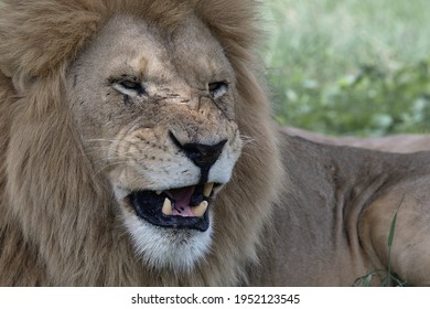 A Big Male Lion Snarling.