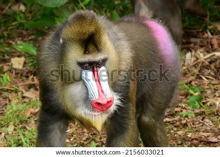 Big male mandrill eating and resting in the grass