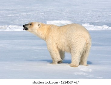 Big Male Polar Bear (Ursus Maritimus) Walking Below The Expedition Cruise Ship On Arctic Ice Flow North Of Spitsbergen. Tasting The Air.