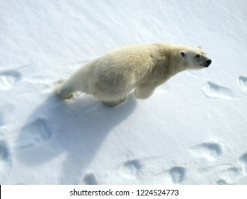 Big Male Polar Bear (Ursus Maritimus) Walking Below The Expedition Cruise Ship On Arctic Ice Flow North Of Spitsbergen