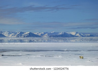 Big Male Polar Bear (Ursus Maritimus) Walking In Front Of The Expedition Cruise Ship On The Arctic Ice Flow North Of Spitsbergen.