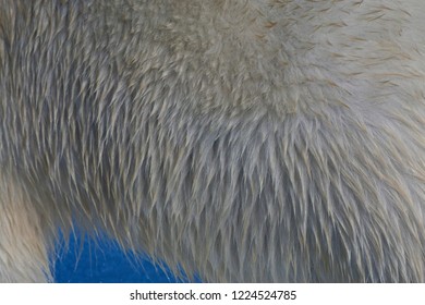 Big Male Polar Bear (Ursus Maritimus) Walking Below The Expedition Cruise Ship On Arctic Ice Flow North Of Spitsbergen. Closeup Of Fur.