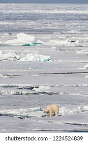 Big Male Polar Bear (Ursus Maritimus) Walking On Arctic Ice Flow North Of Spitsbergen.