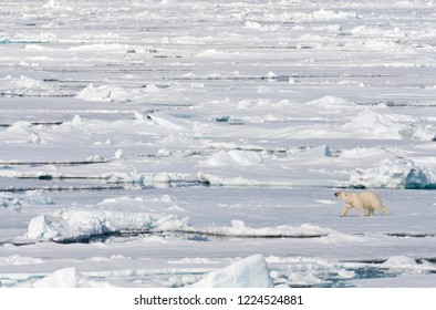 Big Male Polar Bear (Ursus Maritimus) Walking On Arctic Ice Flow North Of Spitsbergen.