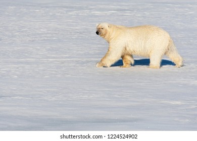 Big Male Polar Bear (Ursus Maritimus) Walking On Arctic Ice Flow North Of Spitsbergen.