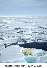 Big Male Polar Bear (Ursus Maritimus) Walking Below The Expedition Cruise Ship On Arctic Ice Flow North Of Spitsbergen