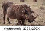 A big male warthog on his knees feeding