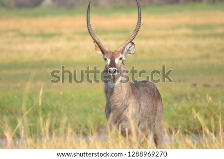 Similar – Waterbuck in Lake Samburu National Park, Kenya