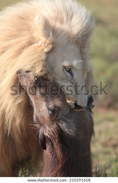 Big Male White Lion Killing Baby Stock Photo Edit Now