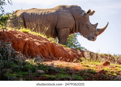 Big male white rhinoceros (Ceratotherium simum), Shamwari Private Game Reserve, South Africa. - Powered by Shutterstock