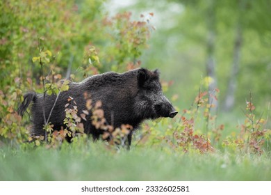 Big male wild boar in forest scenery