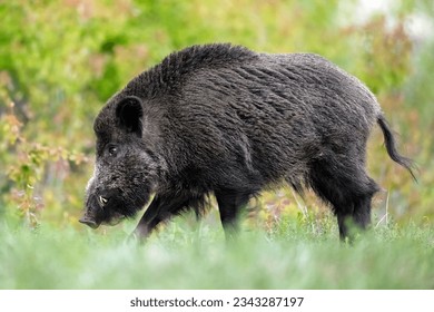 Big male wild boar walking with forest background - Shutterstock ID 2343287197
