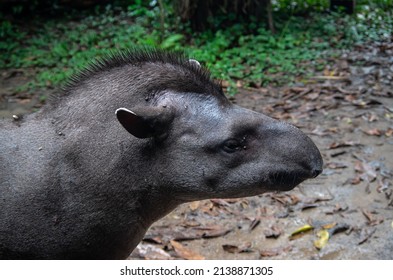 Big Mammal Tapir In The Wild Jungle Amazon In Brazil
