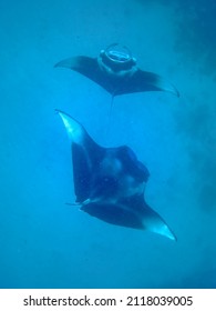 Big Manta Rays In The Maldives