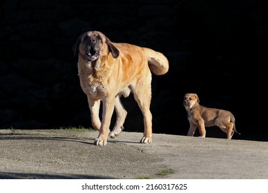 Big Mastiff Dog Protecting His Puppy. Aggressive Male Dog Barking And Taking Care Of A Young Scared Pup. Old And Newborn Hounds.