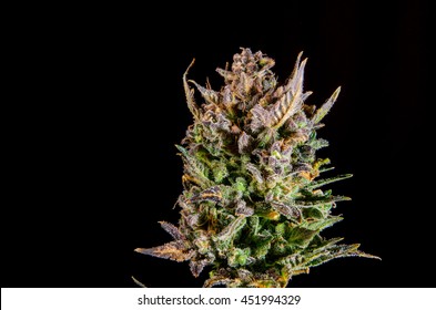 Big Mature Bud Of Female Cannabis Plant On Black Background.