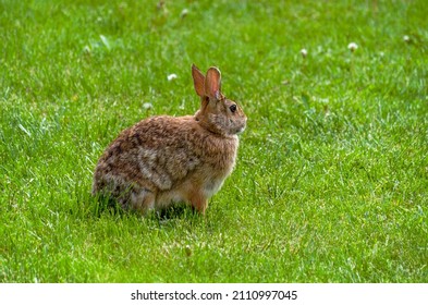 Big And Mature Bunny-rabbit Is Freely Living In One Of The Gardens Of Mega City Of Toronto.