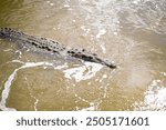 big mature crocodile is hiding in the water under mangrove growth ready to attack the pray