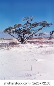 Big Meadows In Winter, Shenandoah National Park, Virginia, USA