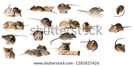 big mice collection - mice isolated on white