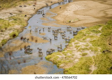 Big Migration Animals Drinking Water