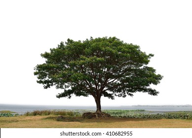 Big Mimosa Tree