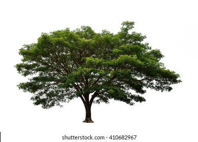 Big Mimosa Tree On White Background