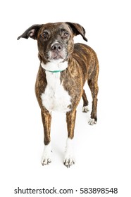 Big Mixed Breed Dog Brown Brindle Stock Photo 583898548 | Shutterstock