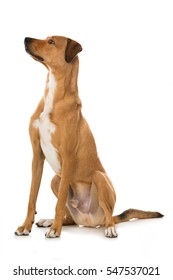 Big Mixed Breed Dog Isolated On White Background