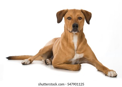 Big Mixed Breed Dog Isolated On White Background