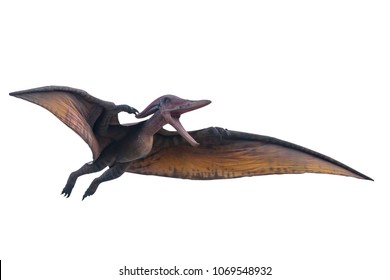 Big model of prehistoric flying dinosaur Pteranodon on white background.