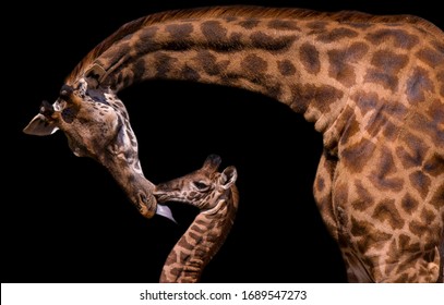 Big Mom Giraffe Kiss Her Baby Giraffe