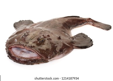 Name that Game Picture Edition  Big-monkfish-lophius-piscatorius-on-260nw-1214187934