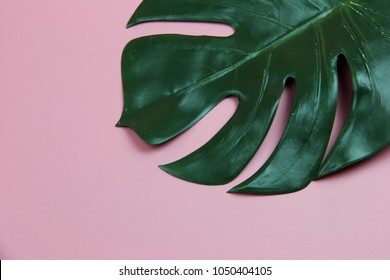 Big Monstera Leaf On Blush Pink Color Space Background