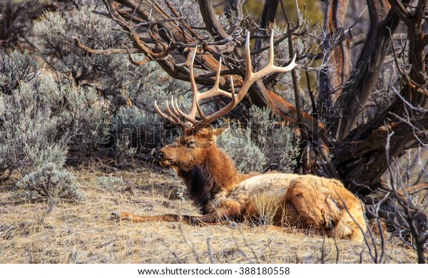 brow tined bull elk brow tined bull elk
