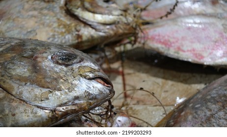 A Big Moon Moon Fish Or Indo Pasific Tarpon Fish At A Fresh Fish Market. 