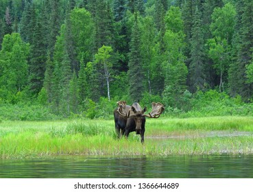 100 Moose paddles Images, Stock Photos & Vectors | Shutterstock