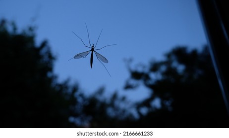 Big mosquito waiting on window at night.