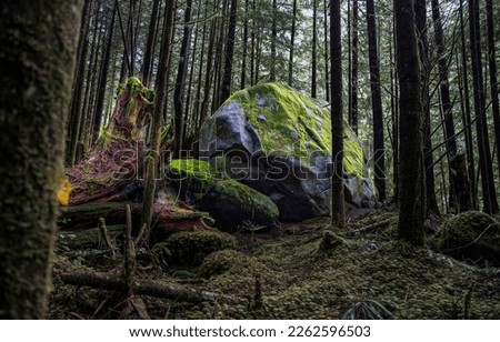 A big mossy stone in a mossy forest. Mossy stones in mossy forest. Forest stones in moss. Forest moss on stones