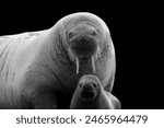 Big Mother And Baby Atlantic Walrus Animals On The Black Background 