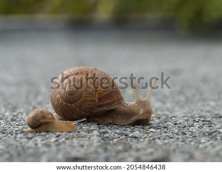 big mother helix snail and small child snail on road trip